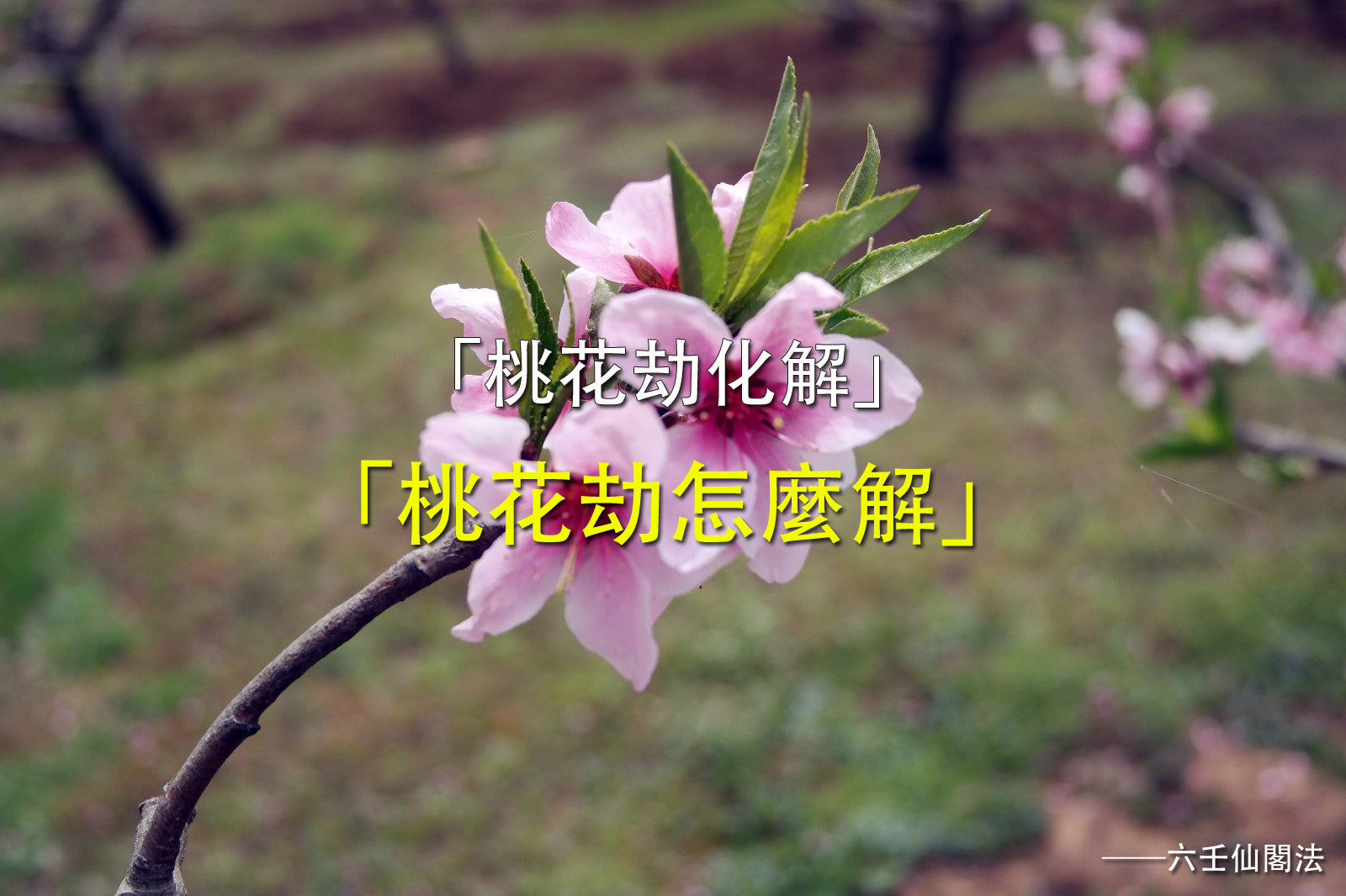 桃花劫化解 - 桃花劫怎麼解